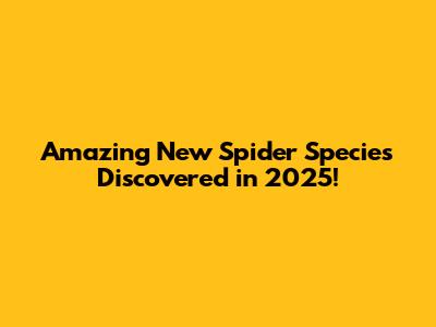 Amazing New Spider Species Discovered in 2025!