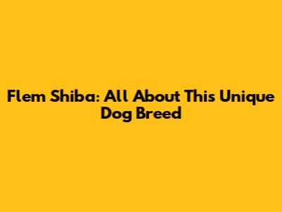 Flem Shiba: All About This Unique Dog Breed