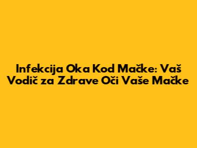 Infekcija Oka Kod Mačke: Vaš Vodič za Zdrave Oči Vaše Mačke