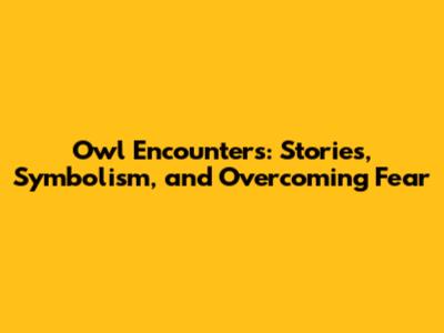 Owl Encounters: Stories, Symbolism, and Overcoming Fear