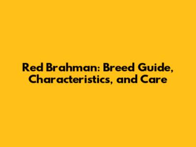 Red Brahman: Breed Guide, Characteristics, and Care