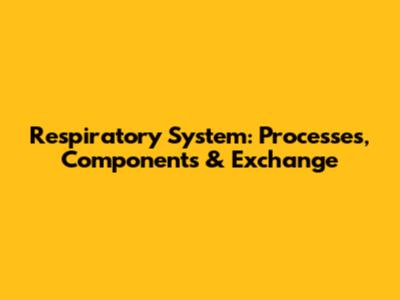 Respiratory System: Processes, Components & Exchange