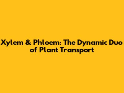 Xylem & Phloem: The Dynamic Duo of Plant Transport